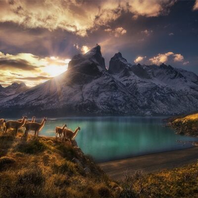 Puzzle Alexander - Guanacos (1000 pièces) – Image 2